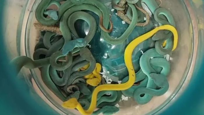 Мумбай әуежайында турист улы жыландар салынған жүкпен ұсталды