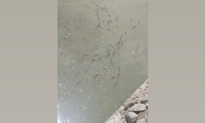 Соколок каналында балық қырылып жатыр ма?