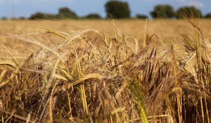 Қазақстан Иранға бидай экспортын жылына 2 млн тоннаға дейін арттыруды жоспарлап отыр