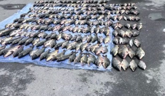 Браконьерлікпен айналысқан қылмыстық топтың әрекеті тоқтатылды