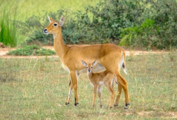 Қазақстан Қытайға 1 500 бас ақбөкен сыйлайды