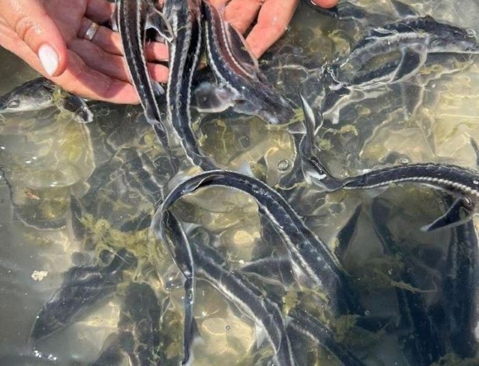 Жайық өзеніне 2 миллионнан астам бекіре шабағы жіберілді