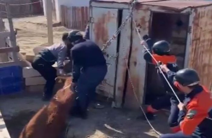 Атырауда құтқарушылар  сиырды​ құдықтан​ шығарып алды