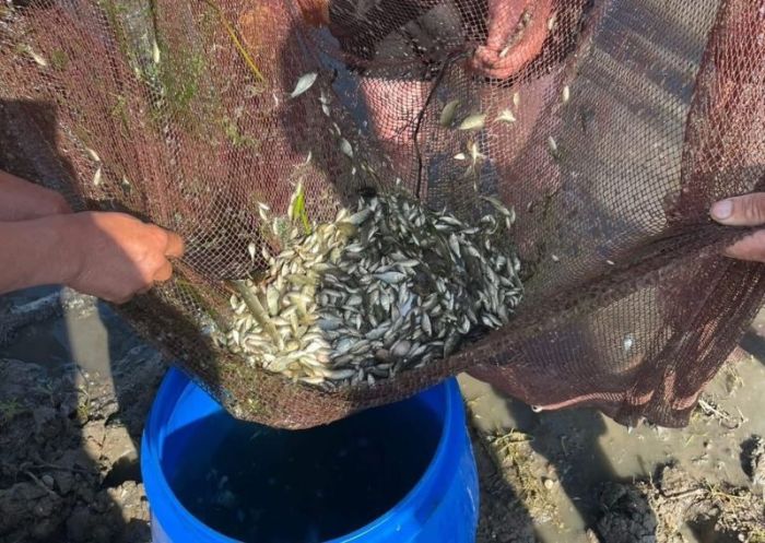 Құрманғазы ауданында 369 мыңнан астам балық шабағы құтқарылды