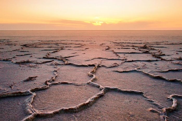 ​Арал теңізі табанына 49 млн сексеуіл көшеті отырғызылды