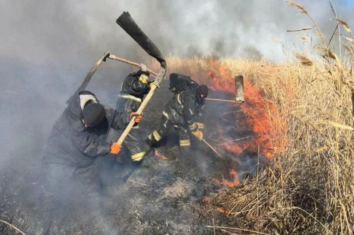 Қытай қызыққан қамыс — Атыраудың бағаланбаған байлығы