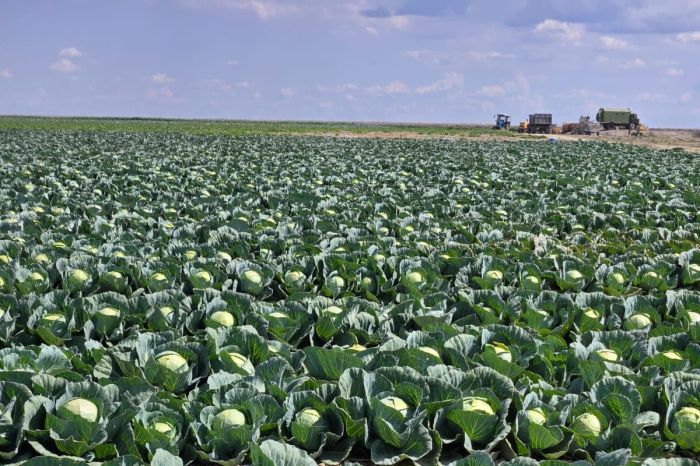 Атырауға егіннің алғашқы өнімдері жеткізілді