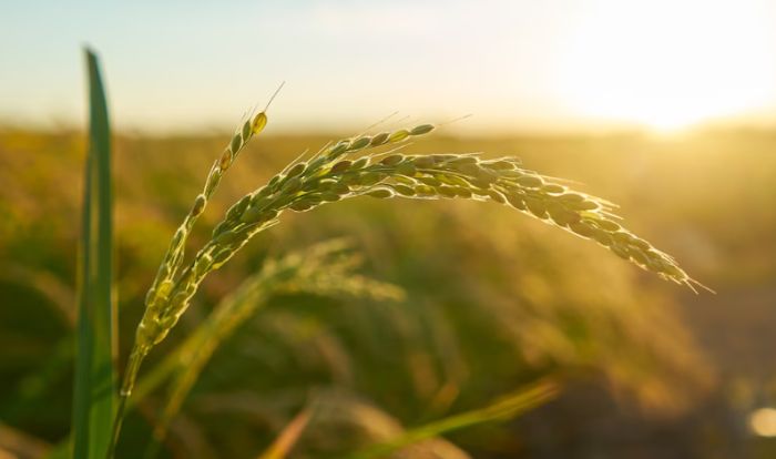 Азық-түлік корпорациясы аграршыларға 17,3 млрд теңге төледі