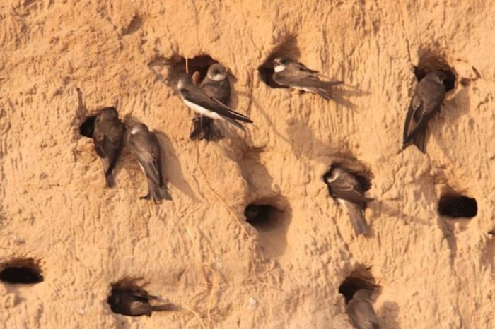 ​Атырауда қарлығаштың ұяларын экскаватормен көміп тастаған