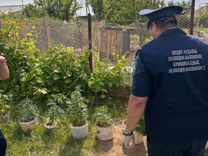 Атырау облысында 16 келі қарасора өсірген тұрғын ұсталды