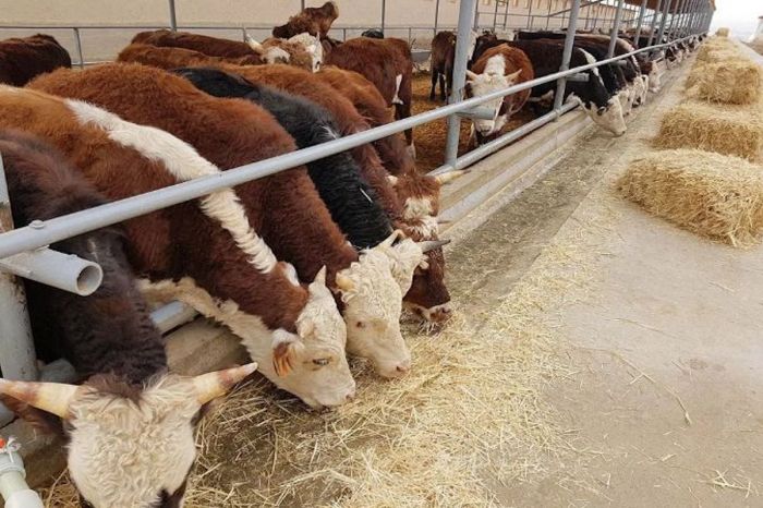 Ауыл шаруашылығы министрлігі жаңа жобаларды атады