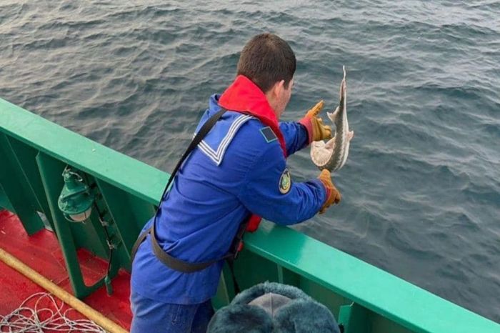 Атырауда бекіре тұқымдас балықтар қармаққа жиі ​ілінуде