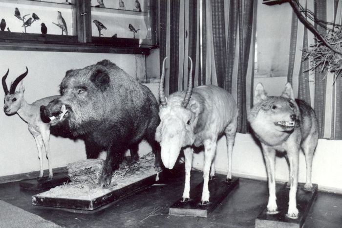 Музейдегі тұлыптар: Атыраудың ерекше табиғат жәдігерлері