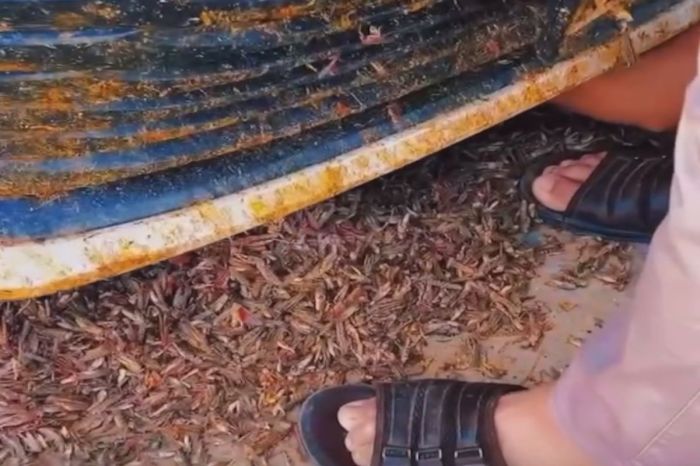 Қызылқоға ауданында шегіртке қаптап кетті