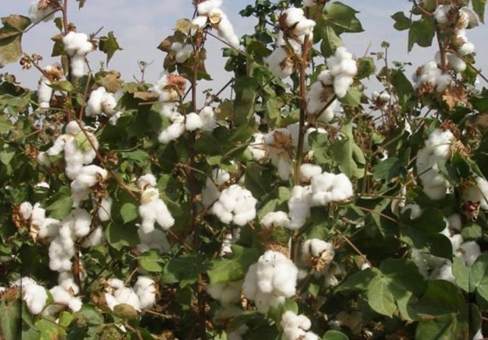 ​Қазақстанда вилт ауруына төзімді мақта сұрпы шығарылды