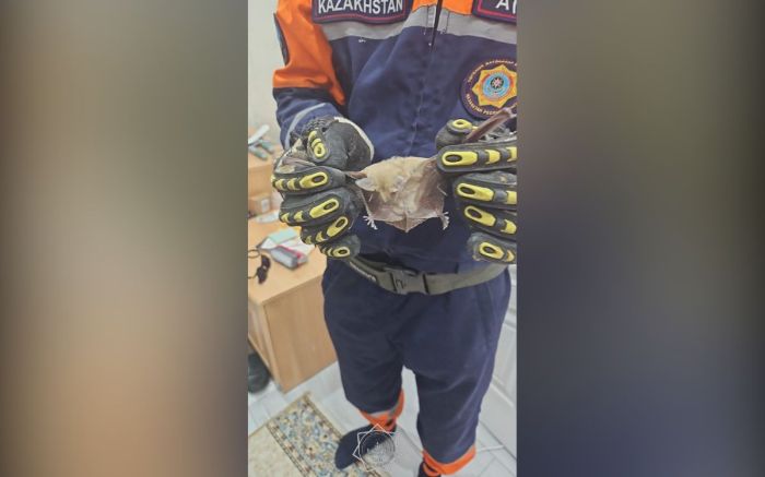 Атырауда құтқарушылар жарқанатқа көмекке келді