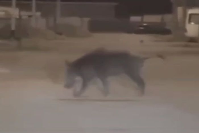 Қызылбалық ауылында жабайы қабан жүр ме?