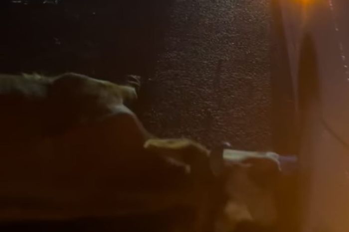 ​Астрахань бағытындағы жолда екі көлік сиырды қағып кетті