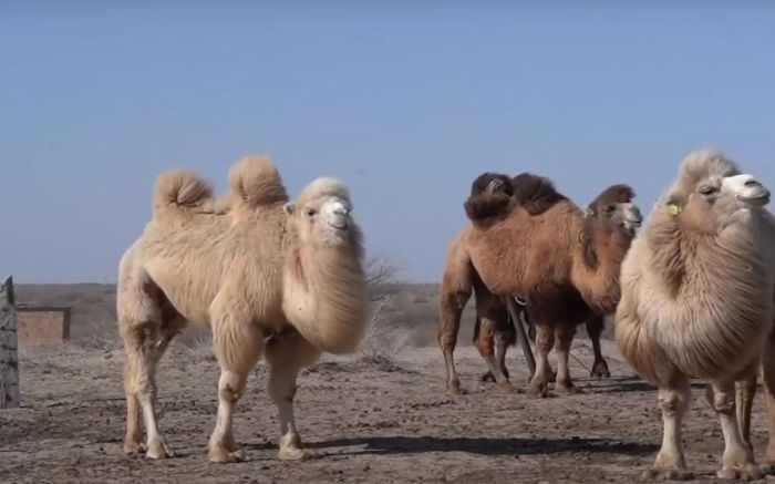 Құрманғазы ауданында түйелер ​белгісіз індеттен қырылып жатыр