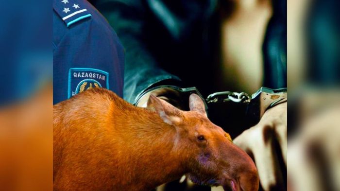 Ақтөбе облысында бұланды заңсыз атқан тұрғын анықталды  