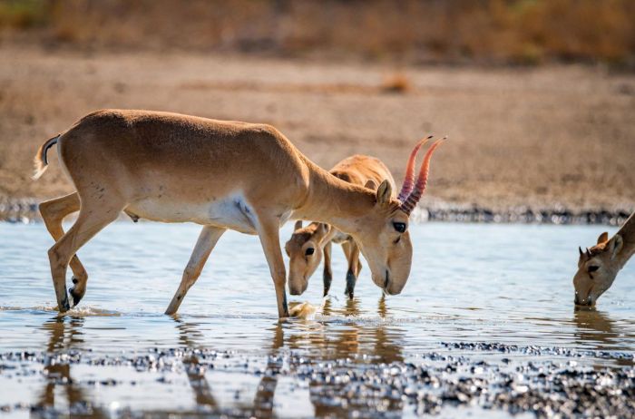 Киік еті 1 600 теңгеден: Атырауда сұраныс бола ма?