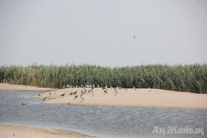 Шалыгадағы құс өлімінің алдын ала болжамы – табиғи құбылыс