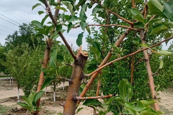 Атыраудағы бақта тұрғындар ондаған жеміс ағашын сындырып кетті