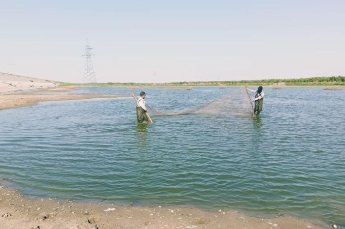 Махамбетте үш мың шабақ құтқарылды 