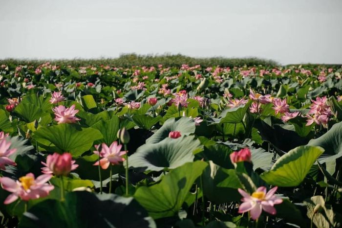 ​Құрманғазыдан Теңізге дейін: Lotus Fest – 2025 фестиваліне жету жолы