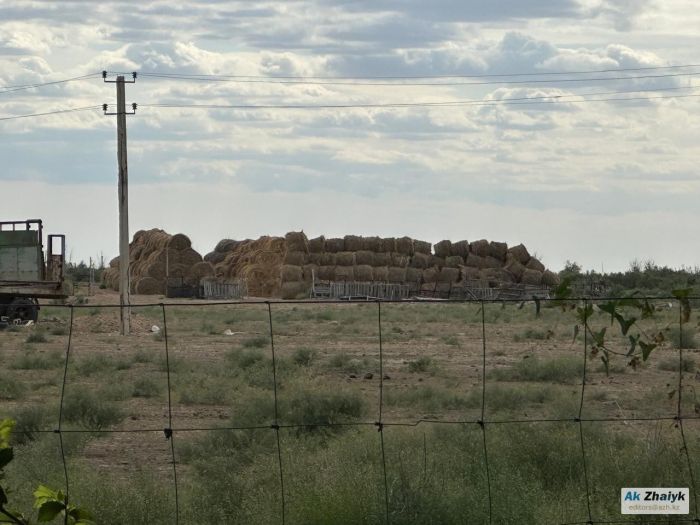 Атырау облысында жарты миллионнан астам тонна шөп дайындау жоспары бар