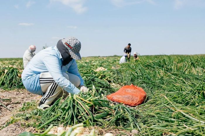 Атырау облысында 8700 гектардан астам аумаққа егін егілді​