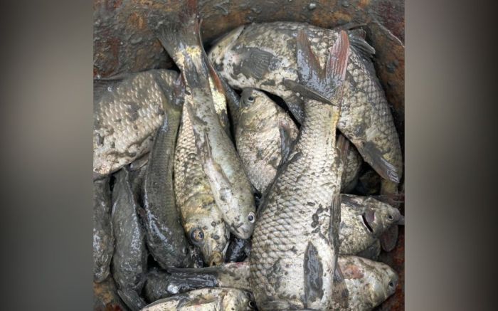 Индерде көлшіктегі балық  Жайыққа жіберілді