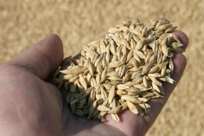 Нан қабылдау кәсіпорындарына тарифті төмендетуге тура келді