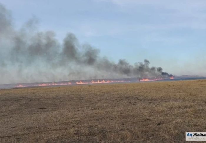 Қамысты өртеу шығарындыларды жасыру амалы ма: экологтар не дейді