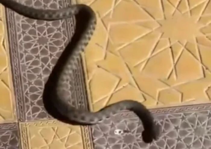 Атырау маңында жыландар көбейіп кетті