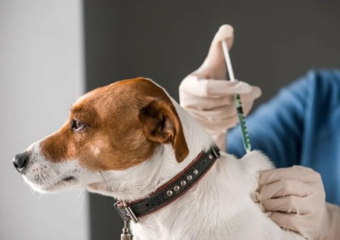 Атырау облысында жарты жылда 5,5 мыңнан астам үй жануарына екпе егілді