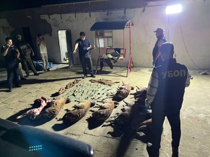 Маңғыстау облысында киік мүйіздерін заңсыз сақтаған тұрғын ұсталды  