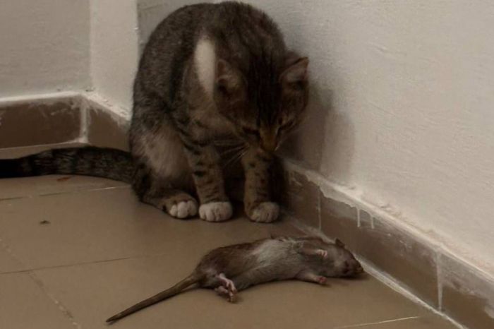 Береке ықшамауданындағы көпқабатты үйдің ауласында егеуқұйрықтар көбейді