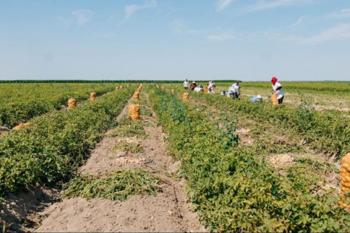Атырауда 76 мың тонна егін жиналды: науқан қарқынды жүріп жатыр