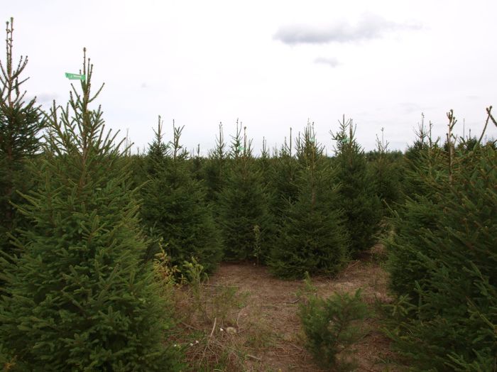 ​СҚО-да есепке алынбаған мыңдаған гектар орман алқаптары анықталды