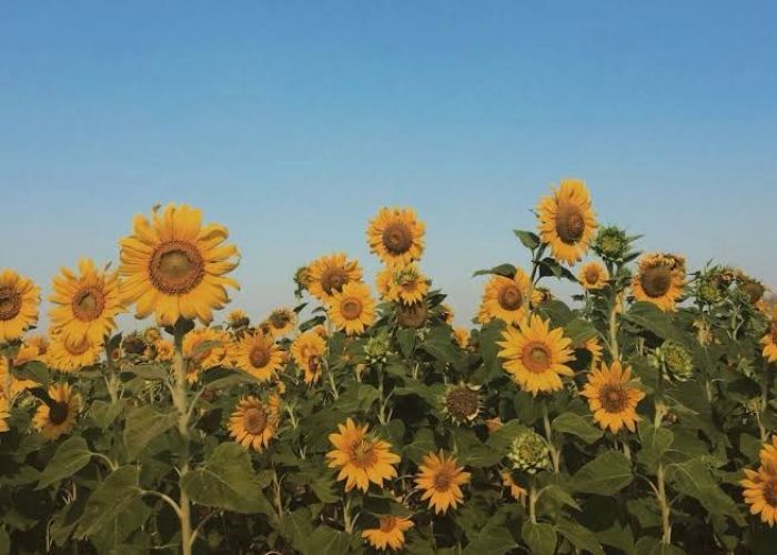 Қазақстан Қытайға флекстанк арқылы алғашқы күнбағыс майын экспорттады