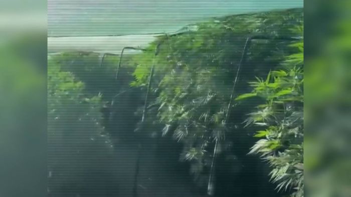 ІІМ: "Қарасора – 2025" ЖПІШ барысында 9 есірткі зертханасы жойылды  