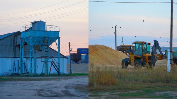 Қостанай облысында полицейлер 54 тонна бидай ұрлығын әшкереледі  