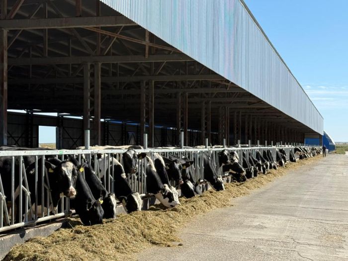 Ақтөбе облысындағы заманауи сүт фермасында жылына 20 мың тоннаға дейін сүт өндірілмек