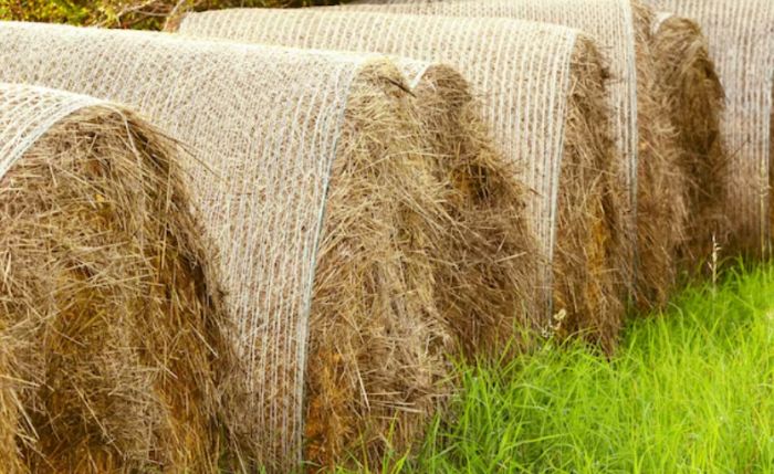 Қазақстанда 28,9 млн тонна мал азығы дайындалды