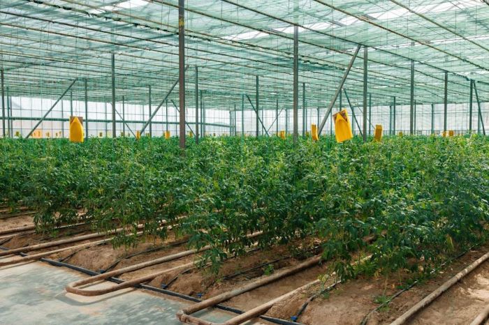 Атыраулық отбасы ​​«Dihan» брендімен жыл сайын мыңдаған тонна көкөніс өндіреді