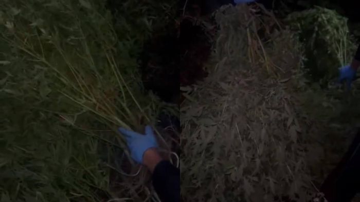 Қарағанды облысында ірі көлемдегі қарасора алқабы анықталды  