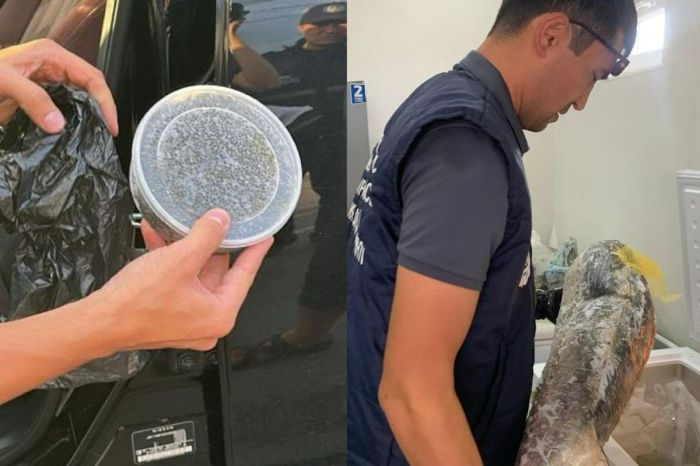 Атырауда 60 келіге жуық бекіре балығы мен уылдырық тәркіленді