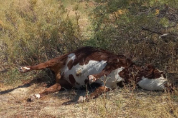 Су ішкен мал құлап жатыр: Ақкиізтоғай тұрғындары дабыл қақты
