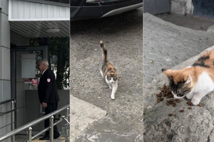 Атыраудағы Kaspi филиалы мысық үшін жұрттан кешірім сұрады